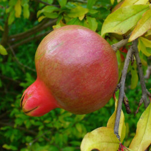 Gránátalma fa – PUNICA GRANATUM