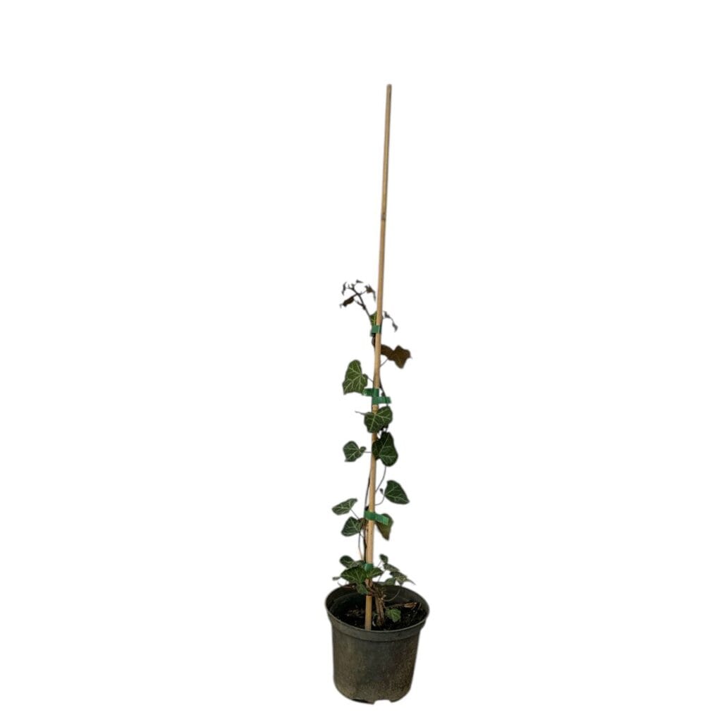 Közönséges borostyán (Hedera helix)