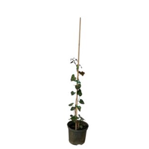 Közönséges borostyán (Hedera helix)