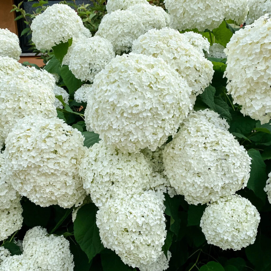Cserjés hortenzia (Hydrangea arborescens ‘Bella Ragazza Blanchetta’)