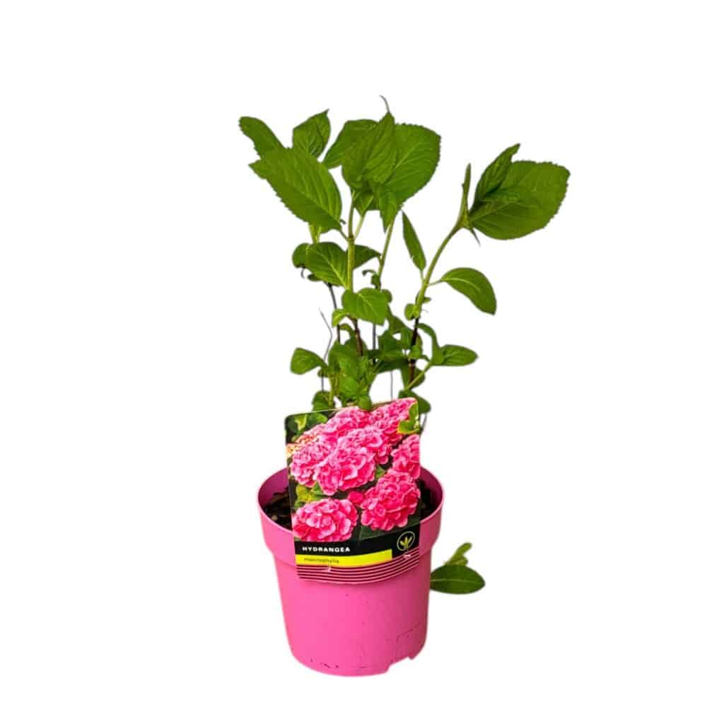 Kerti hortenzia (Hydrangea macrophylla – fehér)