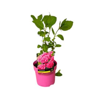 Kerti hortenzia (Hydrangea macrophylla – fehér)