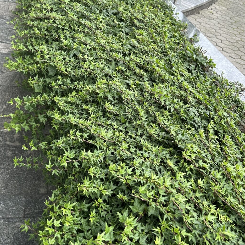 Közönséges borostyán (Hedera helix)