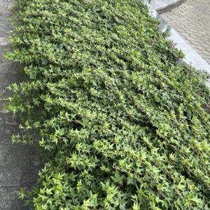 Közönséges borostyán (Hedera helix)