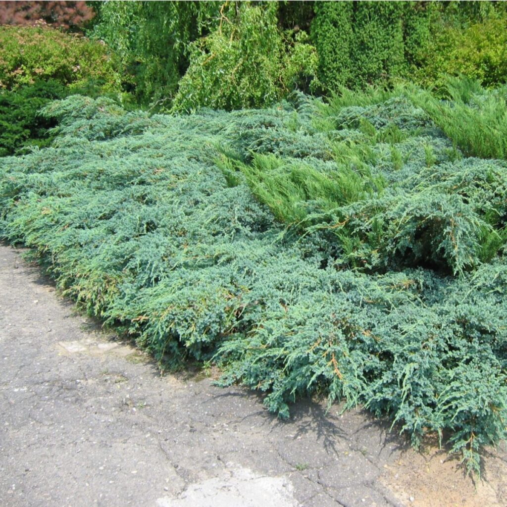 Hetz boróka – Juniperus media ‘hetzii’