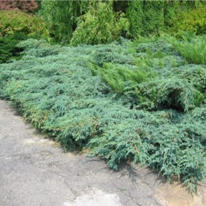 Hetz boróka – Juniperus media ‘hetzii’