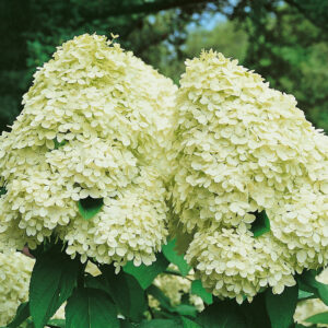 Bugás hortenzia (törzses) (Hydrangea paniculata ‘limelight’)