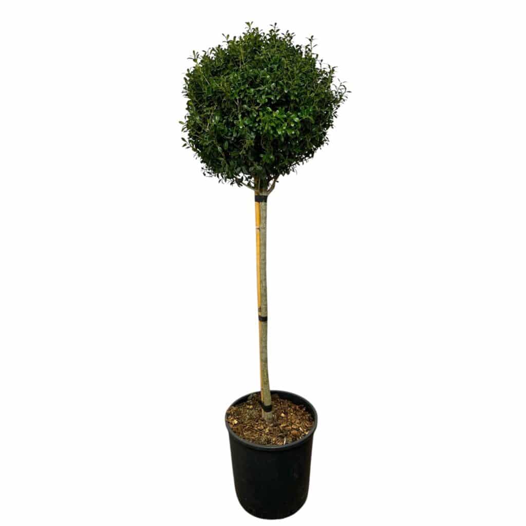 Csipkéslevelű magyal ‘Luxus Globe – Ilex crenata ‘luxus globe’ (törzses)