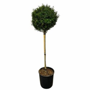 Csipkéslevelű magyal ‘Luxus Globe – Ilex crenata ‘luxus globe’ (törzses)
