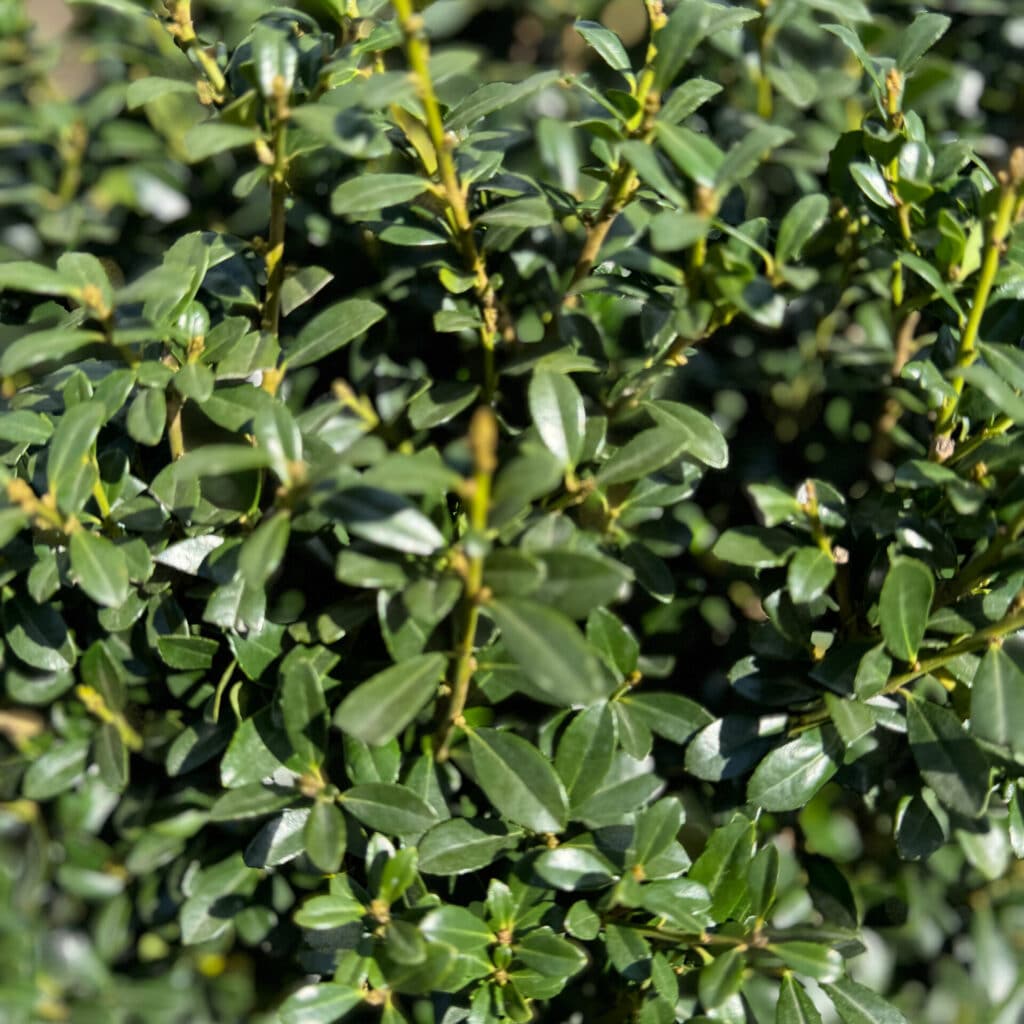 Csipkéslevelű magyal ‘Luxus Globe – Ilex crenata ‘luxus globe’ (törzses)