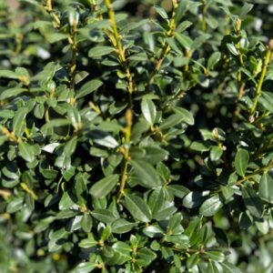 Csipkéslevelű magyal ‘Luxus Globe – Ilex crenata ‘luxus globe’ (törzses)