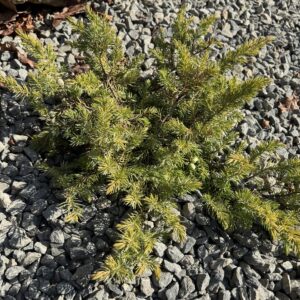 Közönséges boróka – Juniperus communis ‘lemon carpet’