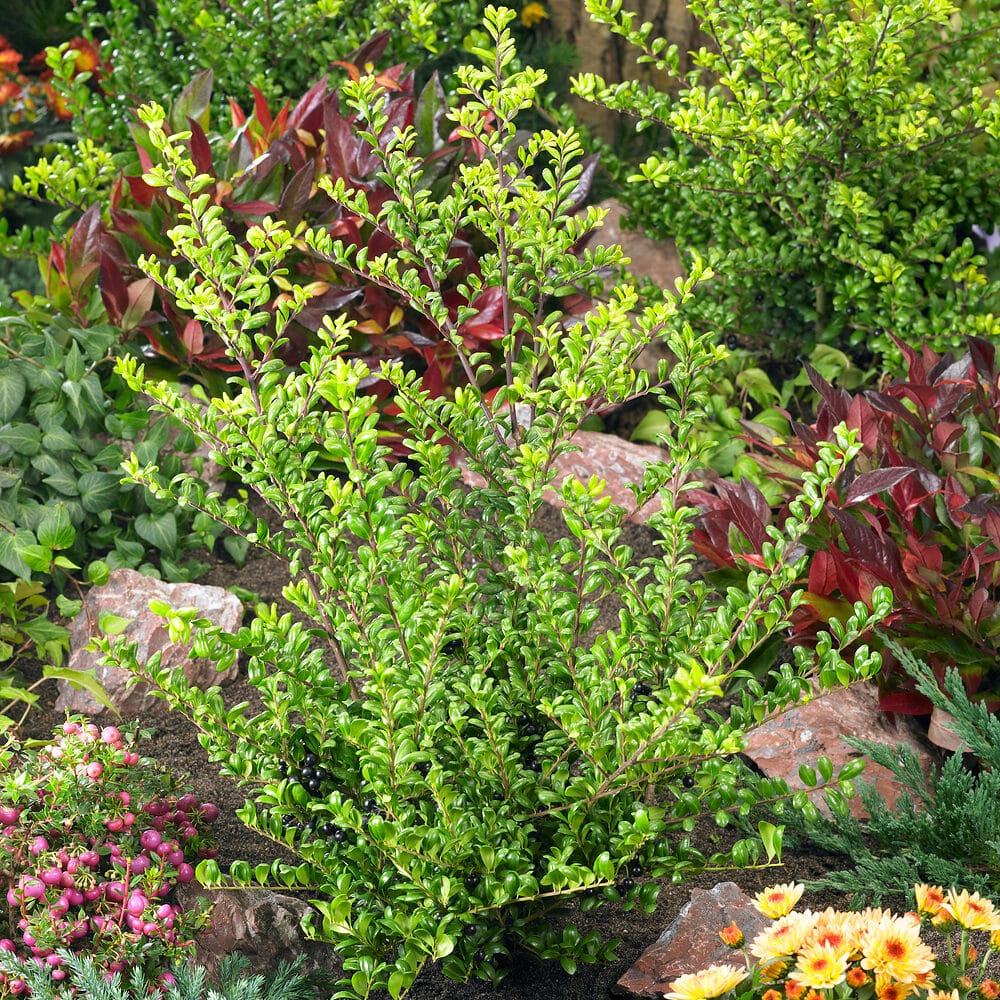 Domború levelű japán magyal – Ilex crenata ‘convexa’