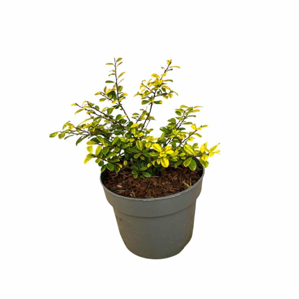 Aranyszínű japán magyal – Ilex crenata ‘golden gem’