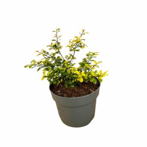 Aranyszínű japán magyal – Ilex crenata ‘golden gem’