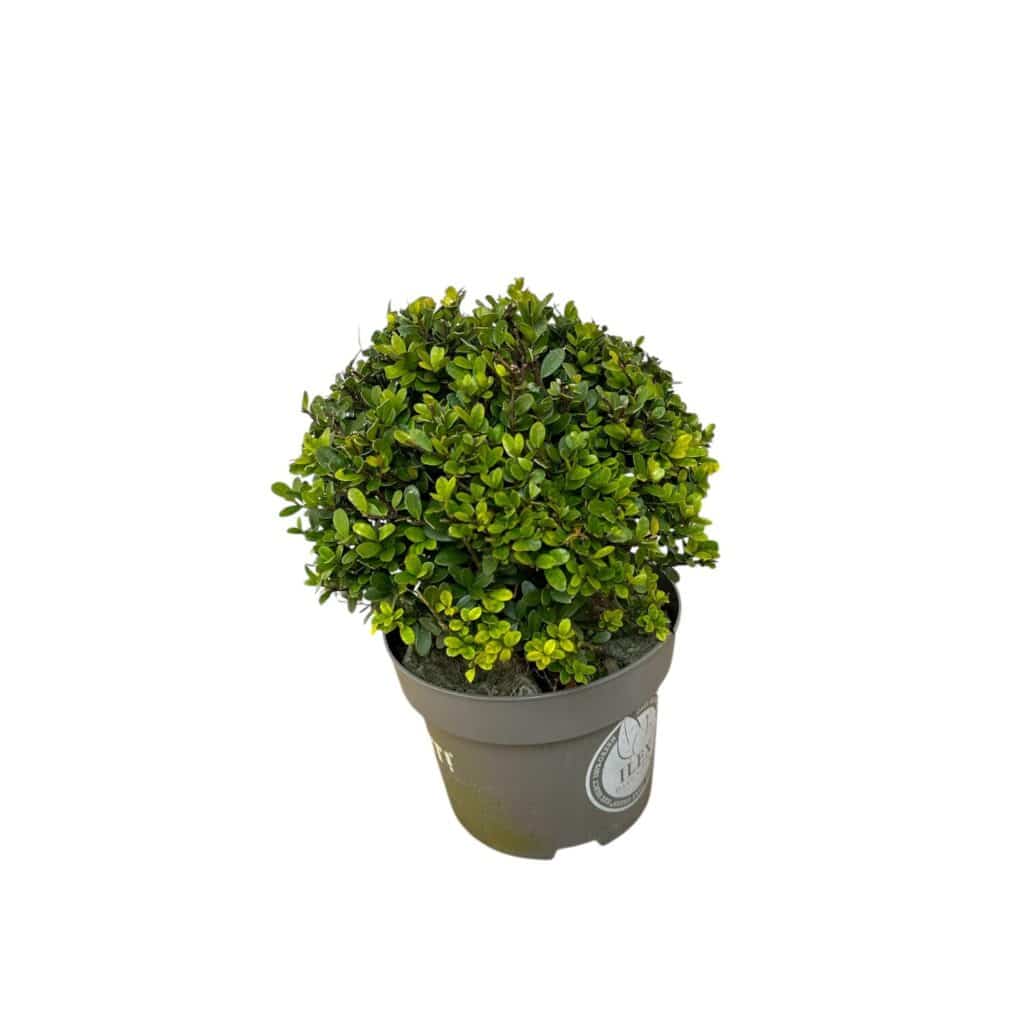 Sötétzöld japán magyal – Ilex crenata ‘dark green’ (gömbforma)