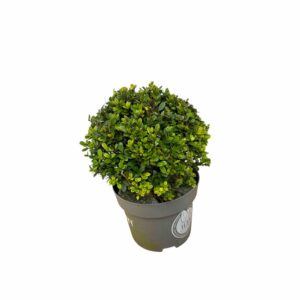 Sötétzöld japán magyal – Ilex crenata ‘dark green’ (gömbforma)