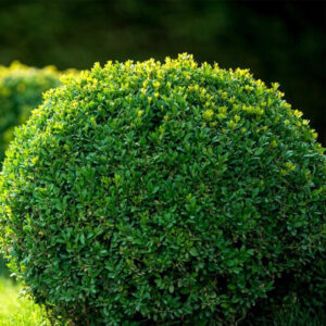Sötétzöld japán magyal – Ilex crenata ‘dark green’ (gömbforma)