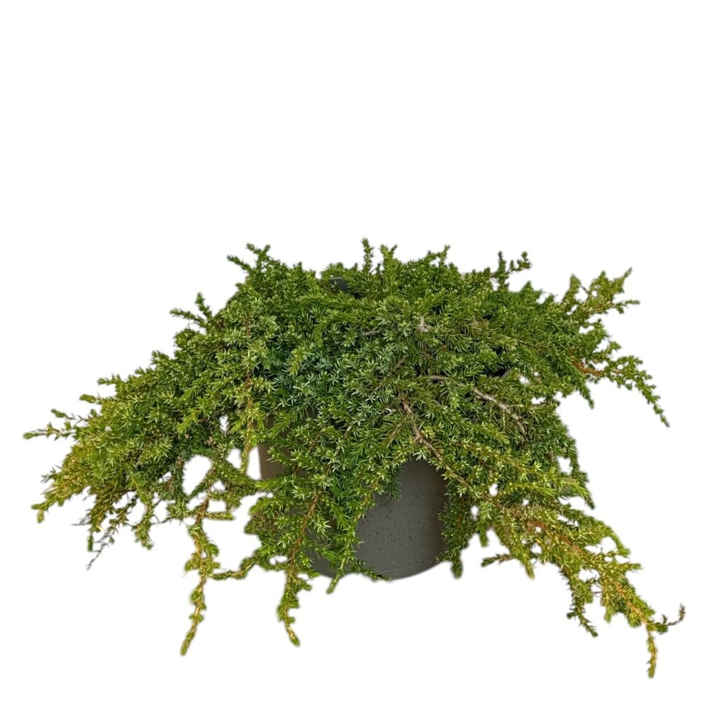 Közönséges boróka – Juniperus communis ‘greenmantle’