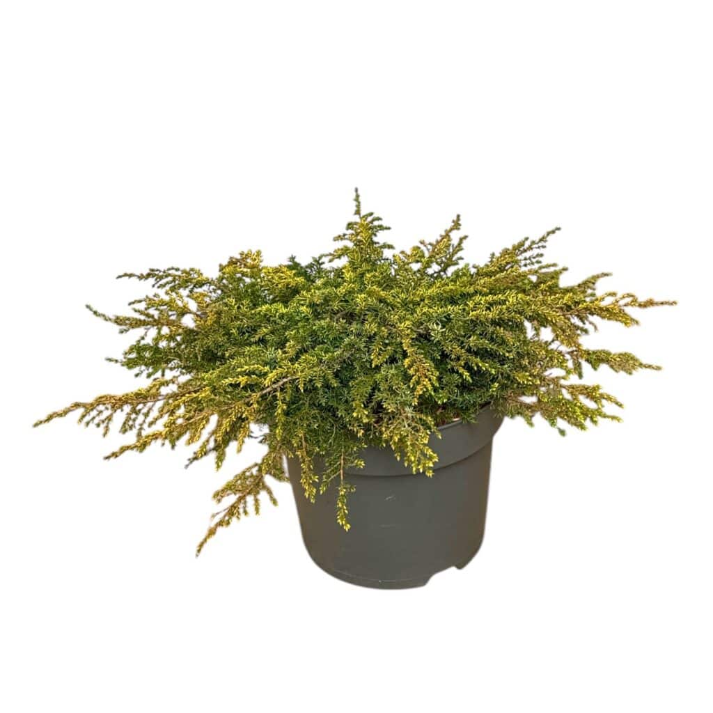Közönséges boróka – Juniperus communis ‘lemon carpet’