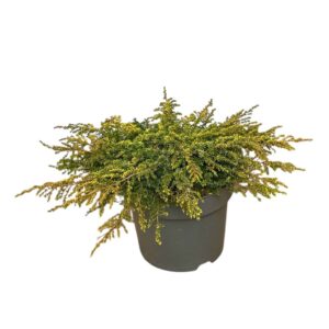 Közönséges boróka – Juniperus communis ‘lemon carpet’
