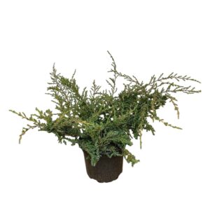 Terülő közönséges boróka – Juniperus communis ‘repanda’