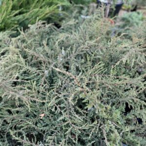 Terülő közönséges boróka – Juniperus communis ‘repanda’
