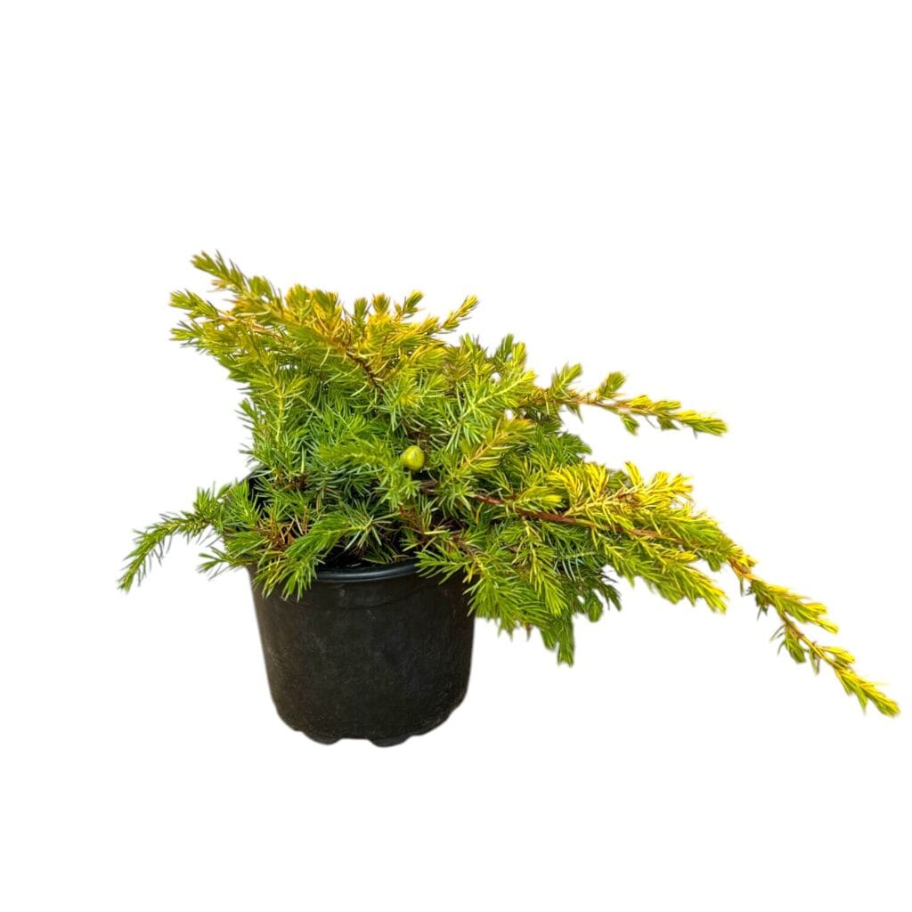 Aranyparti boróka – Juniperus conferta ‘all gold’