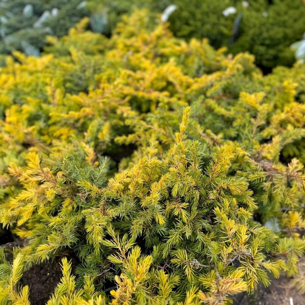 Aranyparti boróka – Juniperus conferta ‘all gold’