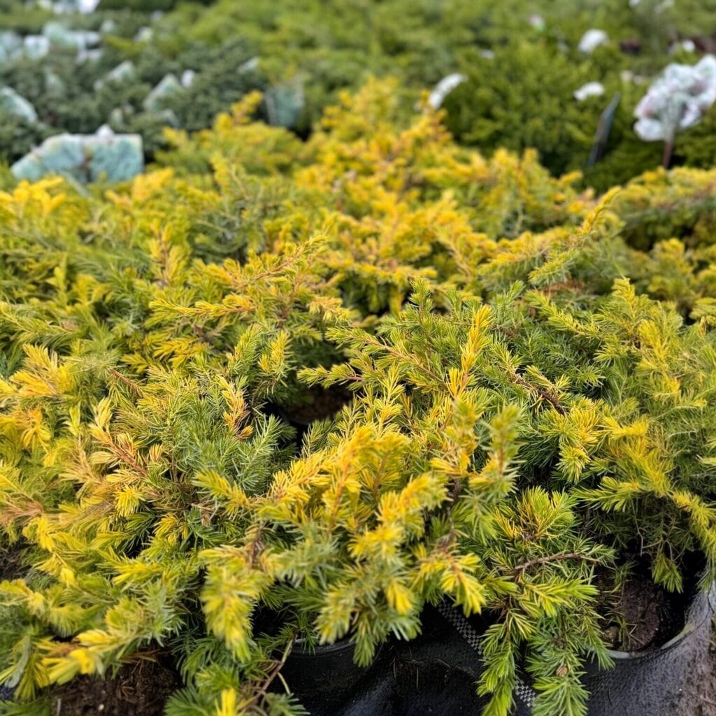 Aranyparti boróka – Juniperus conferta ‘all gold’