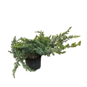 Kék fövenyboróka – Juniperus conferta ‘blue pacific’