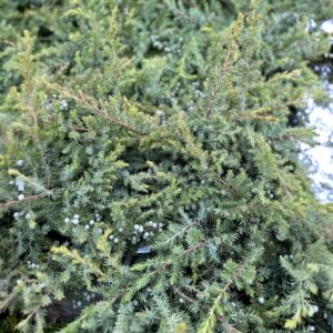 Kék fövenyboróka – Juniperus conferta ‘blue pacific’