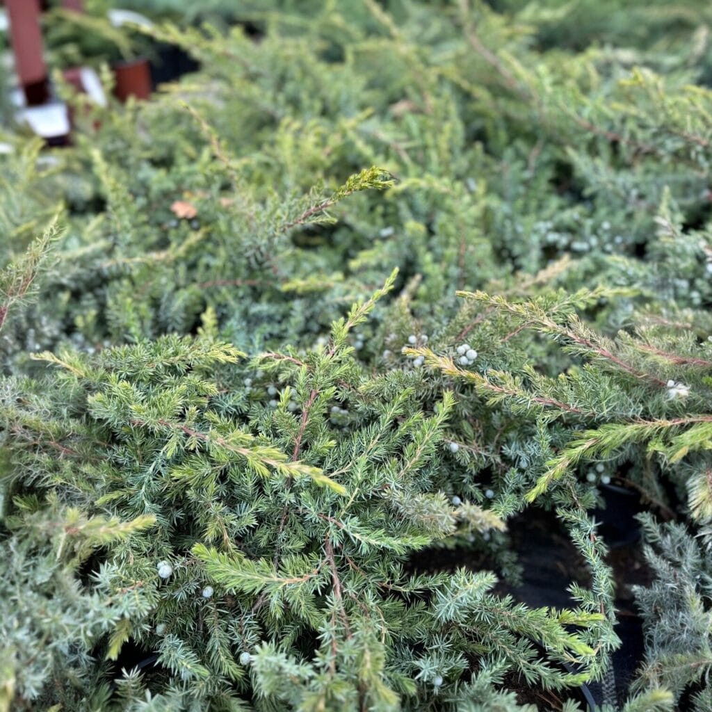 Kék fövenyboróka – Juniperus conferta ‘blue pacific’