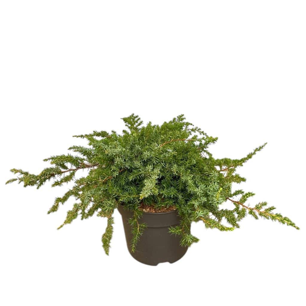 Fövenyboróka (Juniperus conferta ‘Slager’)