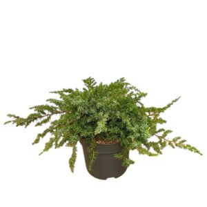 Fövenyboróka (Juniperus conferta ‘Slager’)