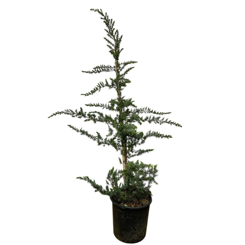 Kúp formájú fövenyboróka (Juniperus conferta ‘Slager’)