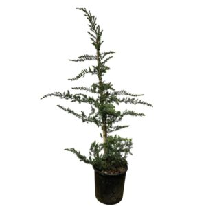 Kúp formájú fövenyboróka (Juniperus conferta ‘Slager’)