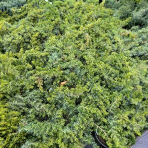 Fövenyboróka (Juniperus conferta ‘Slager’)