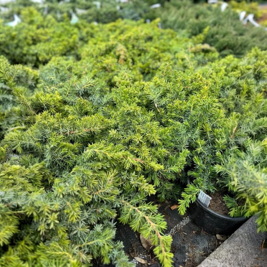 Fövenyboróka (Juniperus conferta ‘Slager’)