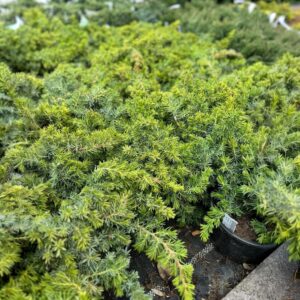 Fövenyboróka (Juniperus conferta ‘Slager’)