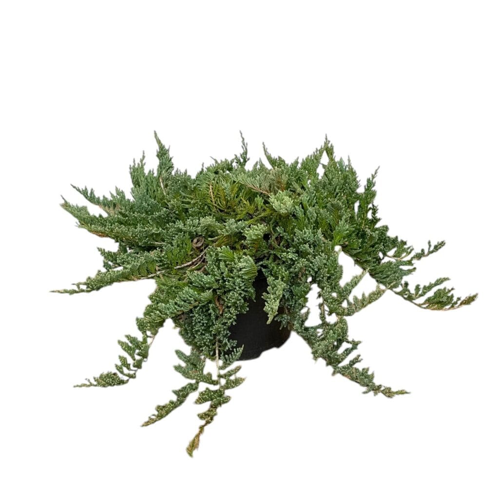 Kék terülő boróka (Juniperus horizontalis ‘blue chip’)