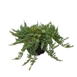 Kék terülő boróka (Juniperus horizontalis ‘blue chip’)