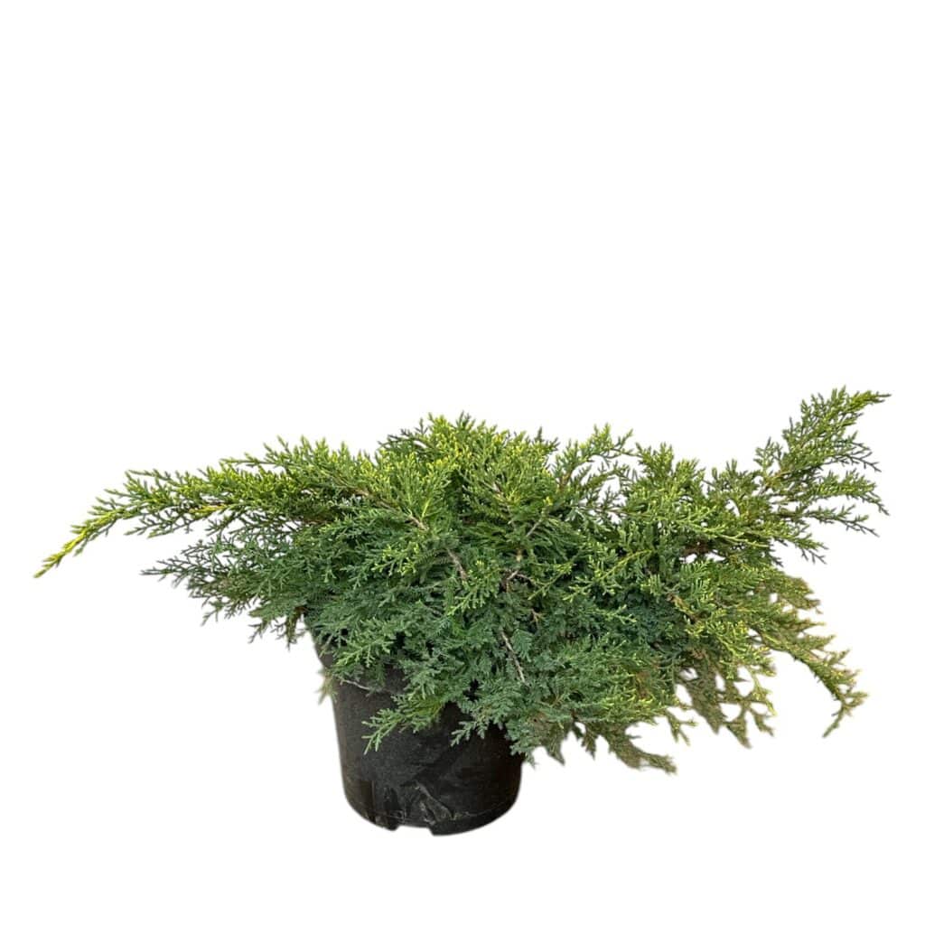 Arany csillag boróka – Juniperus media ‘gold star’