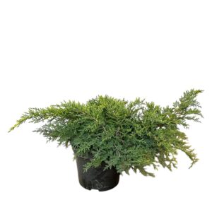 Arany csillag boróka – Juniperus media ‘gold star’
