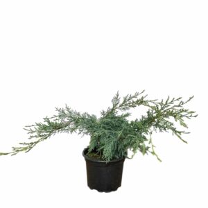 Hetz boróka – Juniperus media ‘hetzii’