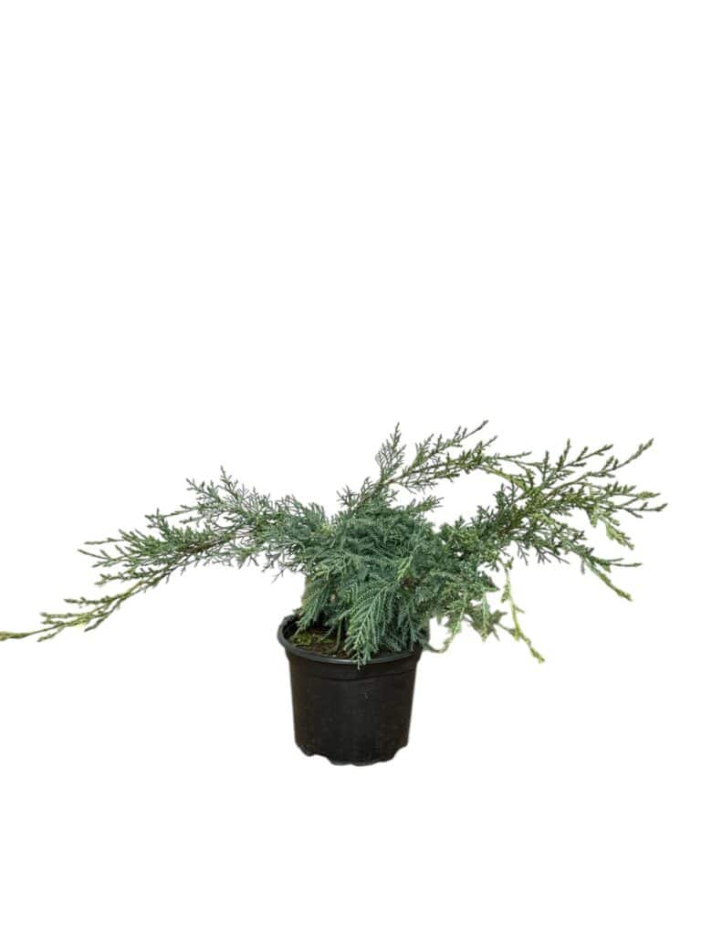 Hetz boróka – Juniperus media ‘hetzii’