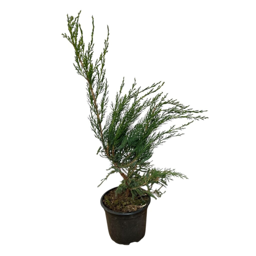 Zöld terülő boróka (juniperus × media ‘mint julep’)
