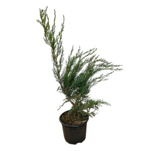Zöld terülő boróka (juniperus × media ‘mint julep’)