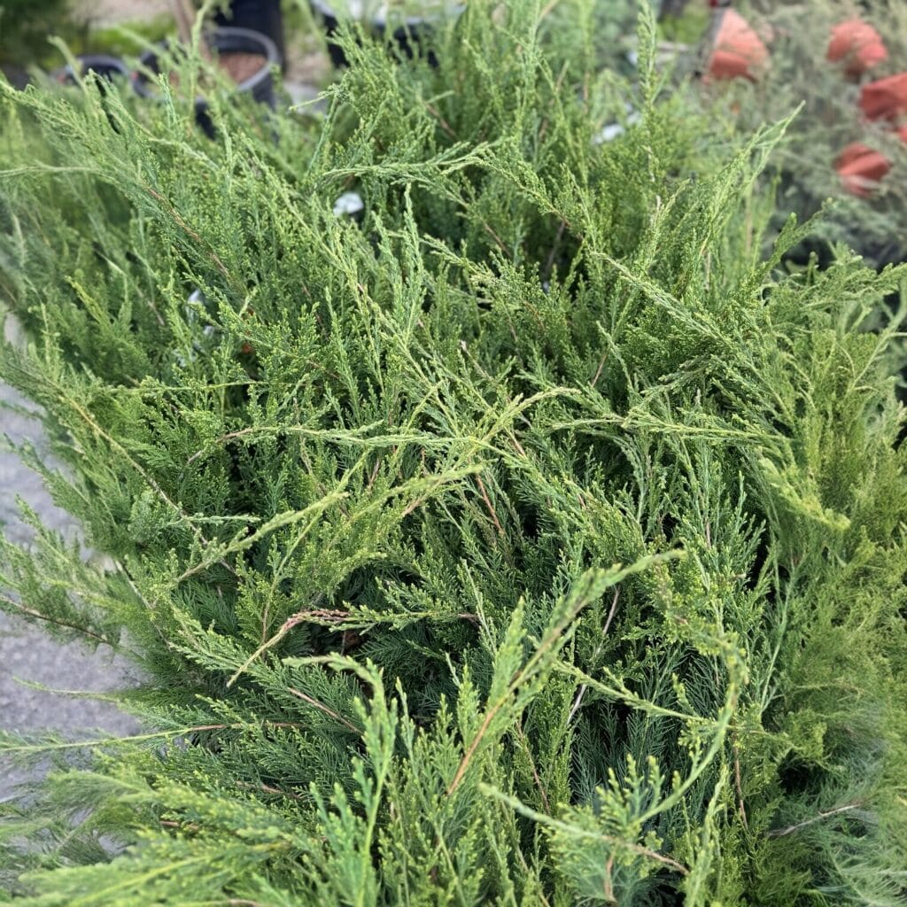 Zöld terülő boróka (juniperus × media ‘mint julep’)