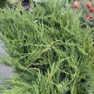 Zöld terülő boróka (juniperus × media ‘mint julep’)
